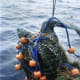 Leatherback turtle Bycatch