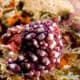 Eusynstyela misakiensis (Tunicates)