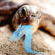 Turtle swallowing plastic bags