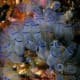 Tunicate colony. (Clavelina moluccensis), Bluebell tunicates