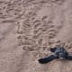 Leatherback turtle hatchling