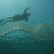 Salp, It is a colony of individuals of an independent species called salp, many times more developed than jellyfish and more closely related to vertebrates