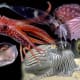 Cephalopods