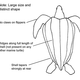 Parts of a leatherback turtle