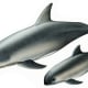 Vaquita