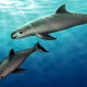 Vaquita