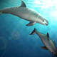 The vaquita