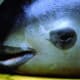 The eyes and mouth of vaquita