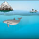 Vaquita bycatch