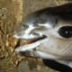 Jaws of the vaquita