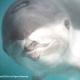 Vaquita