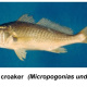 Croaker