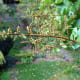 immature soapberries or soap nuts