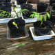 soap nut saplings