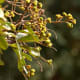 almost mature soap nuts