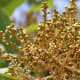 soapberries or soapnuts maturing