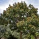 ritha-aritha-soap-nuts-or-the-laundry-tree-health-benefits-uses-and-benefits