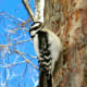 Female Downy Woodpecker On A Tree Looking For Bugs To Eat