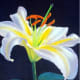 Lily Painting
