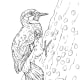 Woodpecker Coloring Page