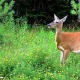 Whitetail Deer Photos