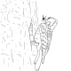 Woodpecker Coloring Page