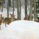 The deer get a free meal of seeds and hay to snack on when they visit our backyard in the winter.