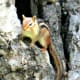 Chipmunk in the backyard tree.