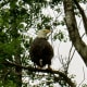 Bald Eagle in tree in the back yard.