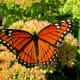 Monarch Butterfly Photo