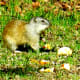 Ground Squirrel