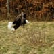 Adult eagle taking off into flight.