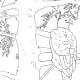backyard-animals-and-nature-coloring-books