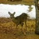 backyard-animals-and-nature-coloring-books