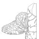 butterfly coloring page