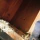 As you can see, this bird house needs to be cleaned out!