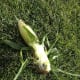 Corn in the husk.