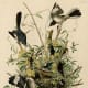 Northern Mockingbirds attacking a rattlesnake. Plate 21 of Birds of America by John James Audubon.