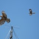 Mockingbird Aggression. The Northern Mockingbird can easily attack a red-shouldered hawk and imitate its call as well.
