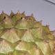 The thorny durian husk