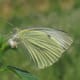 Beautiful capture of a cabbage white butterfly - Public Domain. You can see more yellow on the undersides of the wings as seen here.