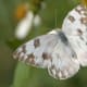 Checkered White - Pontia Protodice Butterfly. http://en.wikipedia.org/wiki/User:Magnus_Manske