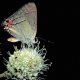 A beautiful butterfly, but they are tiny. This Gray hairstreak, or strymon melinus, is on rattlesnake. master plant. If you get the opportunity, these are particularly fascinating to observe up close.
