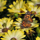 West Coast Lady Butterfly, also known as Vanessa Annabella, on yellow daisy flowers.