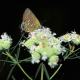 Gray Hairstreak butterfly on flower. Strymon Melinus picture, public domain.