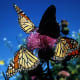 Monarchs gettting nectar from purple flowers. Monarchs are commonly seen in Southern California.