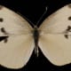 This is a female cabbage white butterfly.