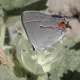 This particular picture was taken near Lodi Califoria. Gray Hair Streak, or Strymon Melinus butterfly photo.