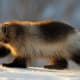 Eurasian Wolverine
