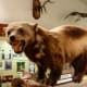 California Wolverine (Gulo gulo luteus, mounted)